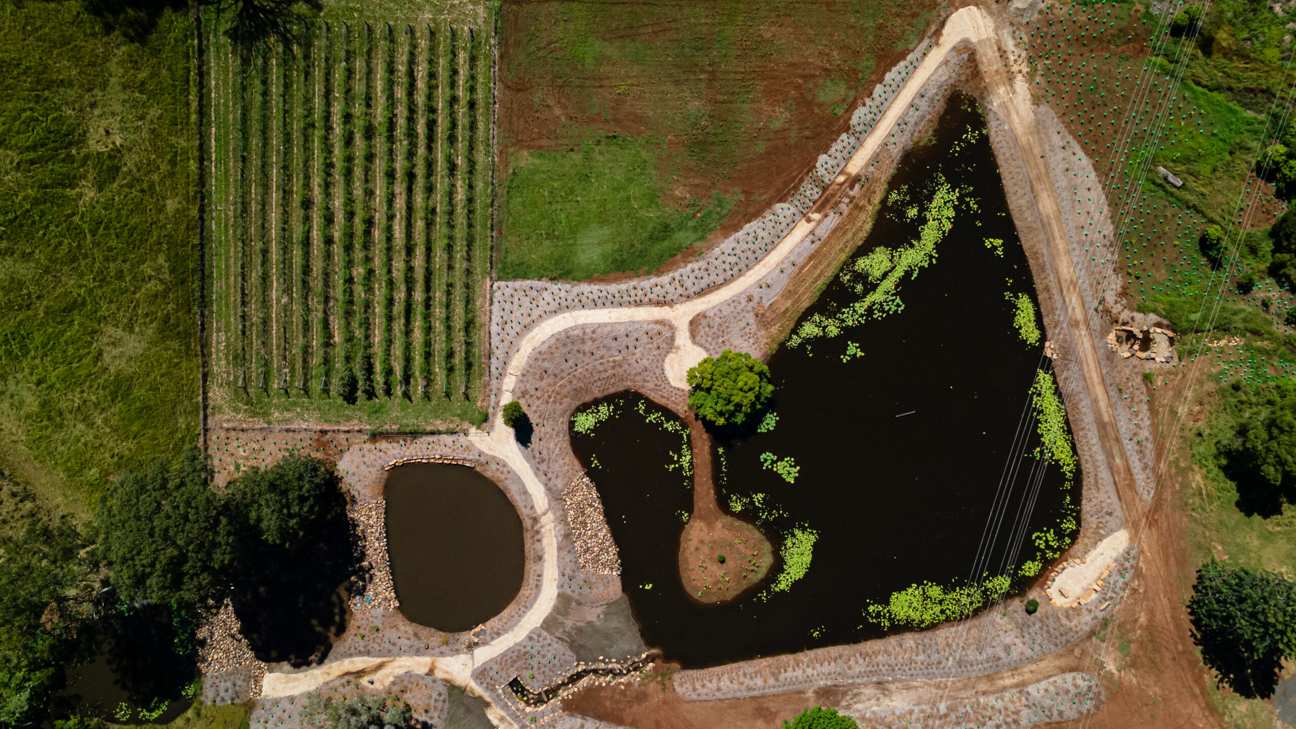 What is Vegetation Control & Why It Matters on Northern Rivers Properties
