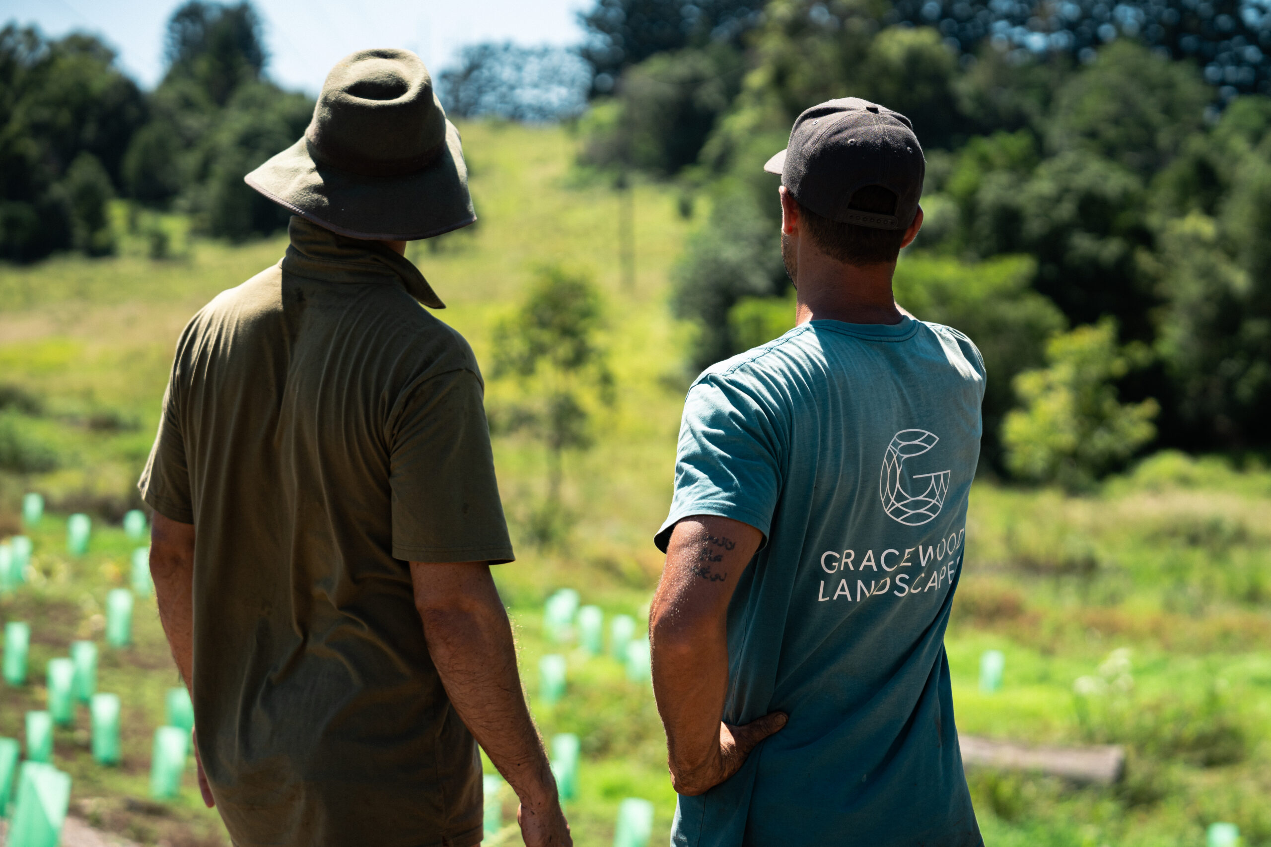 How to Transform a Macadamia Farm into Native Rainforest in the Northern Rivers